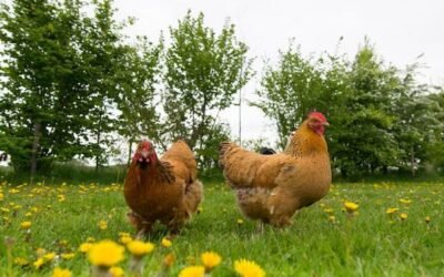 Water Management on a Hobby Farm: A Guide to Sustainable Practices - Lorentz Australia