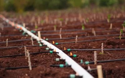 The Benefits Of Drip Irrigation: Maximising Water Efficiency And Crop