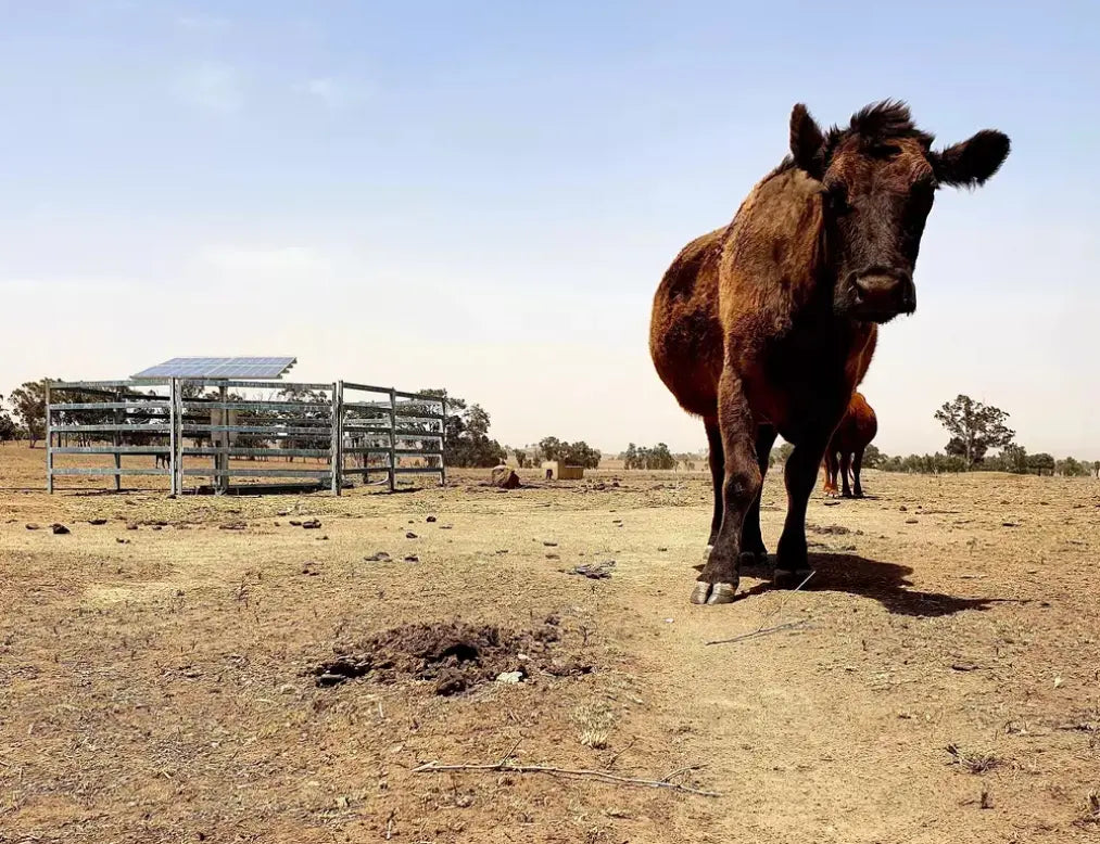 Solar Water Pump for Livestock